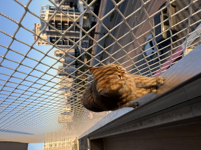 Kedi Koruma Filesi